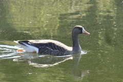 Anser albifrons flavirostris