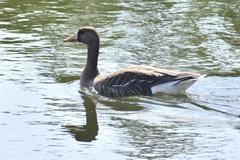 Anser albifrons flavirostris