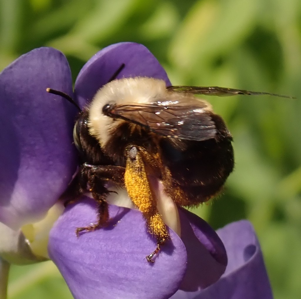 Anthophora ursina