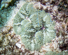 Ricordea florida
