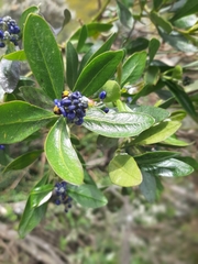 Monnina phillyreoides