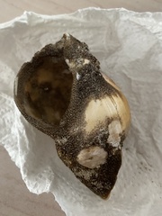 Buccinum undatum