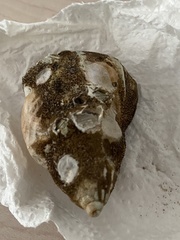 Buccinum undatum