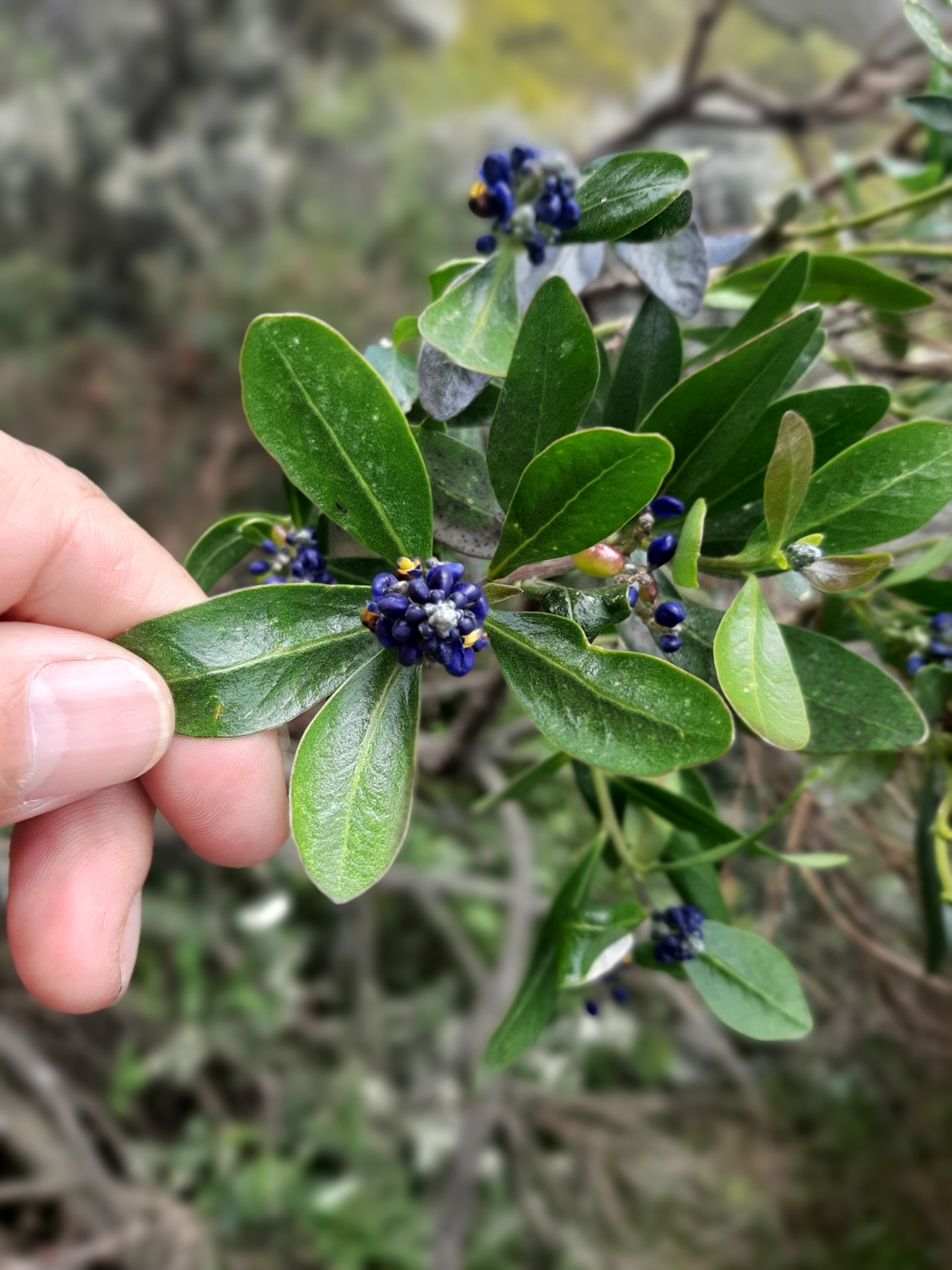 Monnina salicifolia image