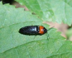 Ampedus sinuatus