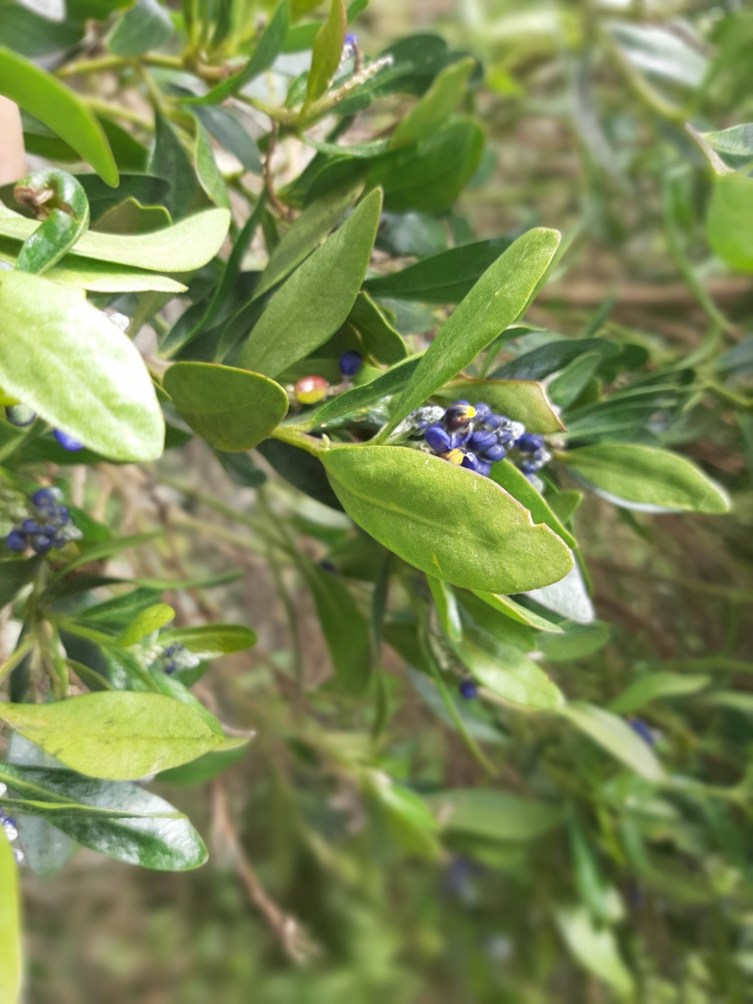 Monnina salicifolia image