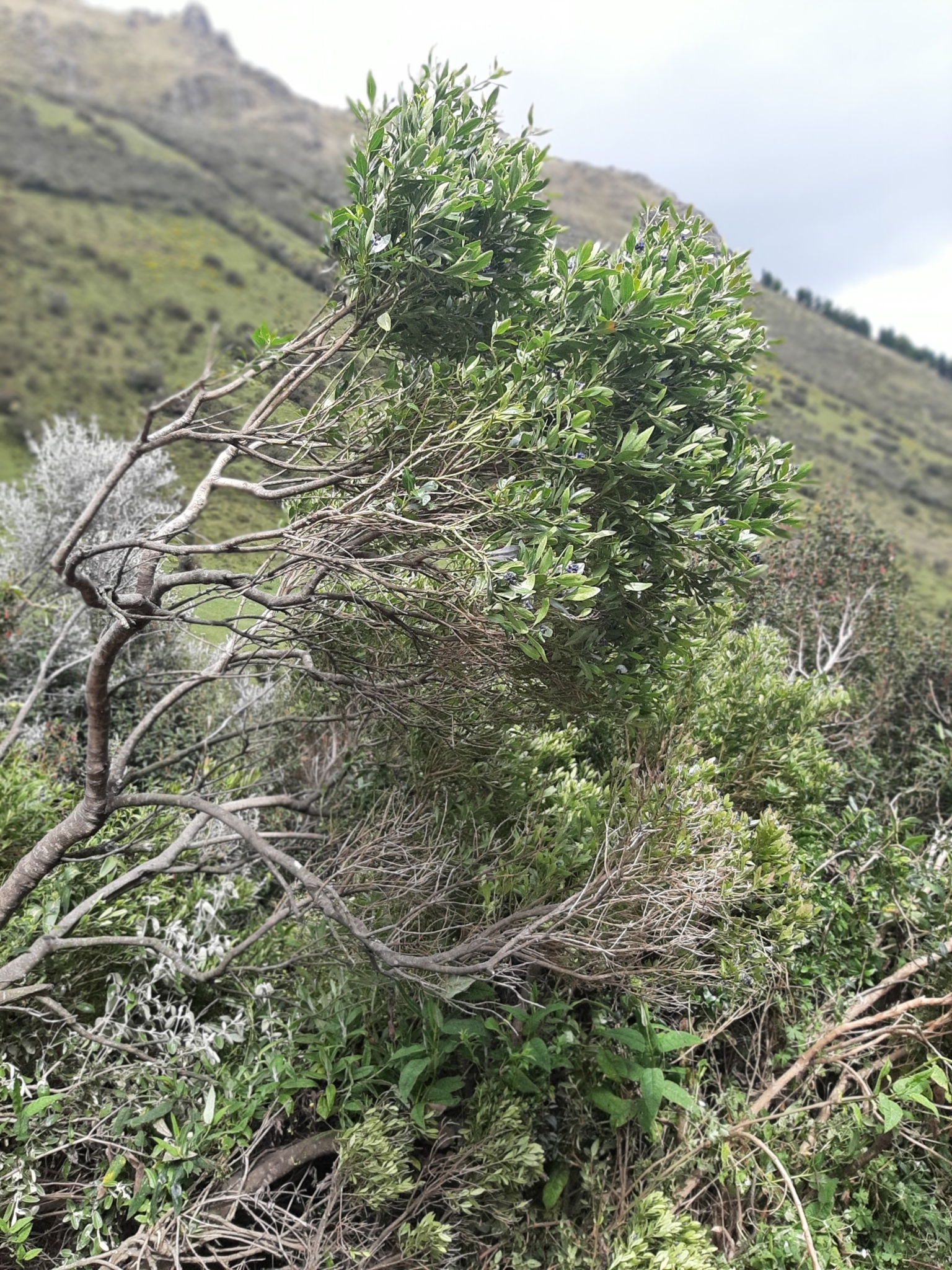 Monnina salicifolia image