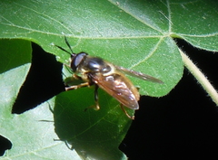 Callicera