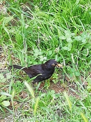 Turdus merula
