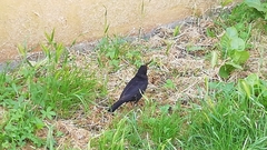 Turdus merula