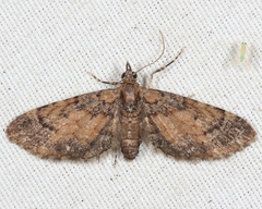 Eupithecia palpata