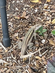 Leiocephalus psammodromus