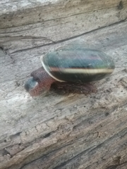 Monadenia infumata callidina