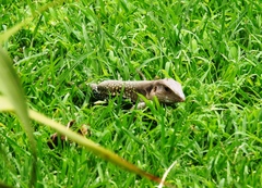 Aspidoscelis motaguae