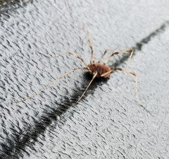 Hadrobunus maculosus