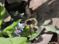 Bombylius incanus