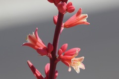 Hesperaloe parviflora