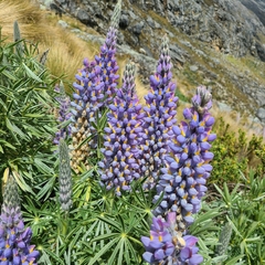 Lupinus