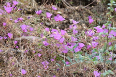 Clarkia rubicunda