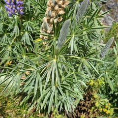 Lupinus