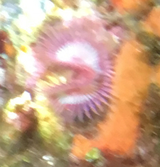 Serpula vermicularis