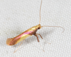 Caloptilia superbifrontella