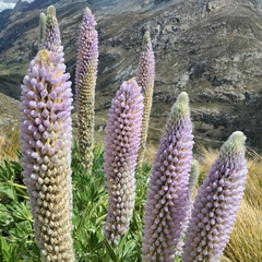 Lupinus