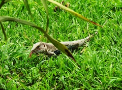 Aspidoscelis motaguae