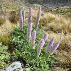 Lupinus