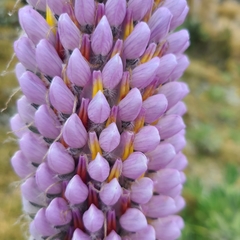 Lupinus
