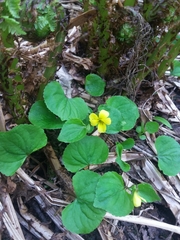 Viola glabella