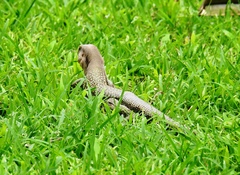 Aspidoscelis motaguae