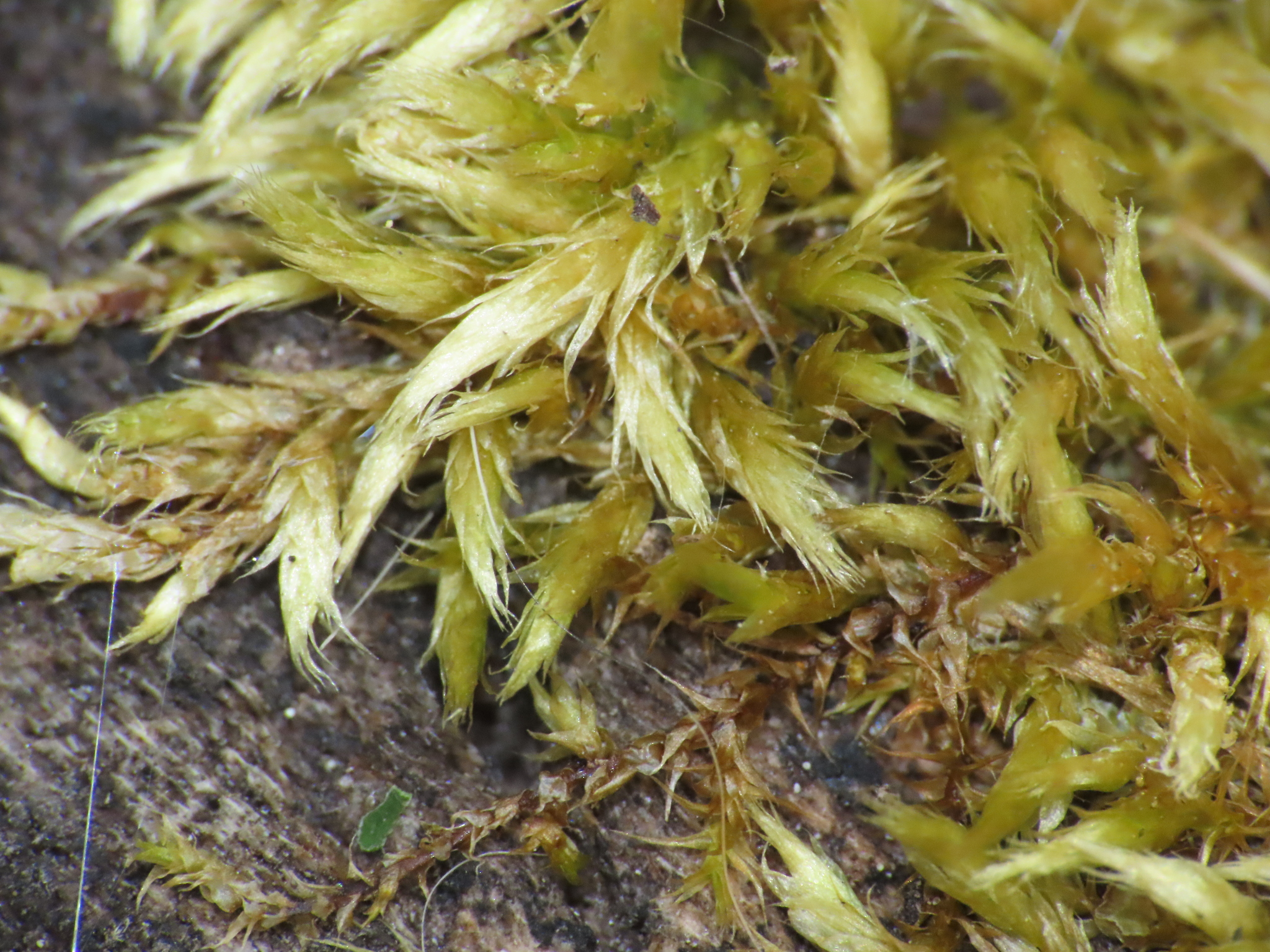 Sematophyllum marylandicum