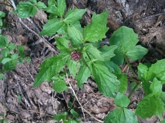 Valeriana sitchensis