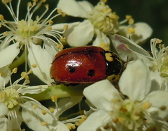 Cryptocephalus cordiger