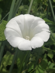 Calystegia sepium sepium