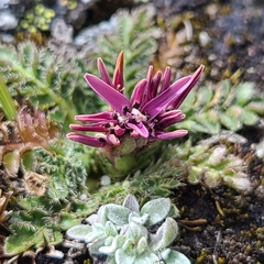 Asteraceae