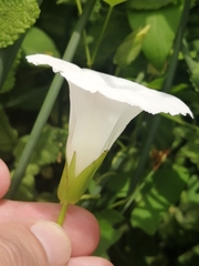 Calystegia sepium sepium