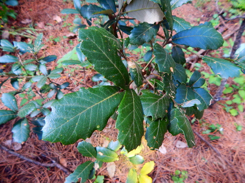 Image of Quercus sideroxyla by (c) Norma Piedra, some rights reserved (CC BY)