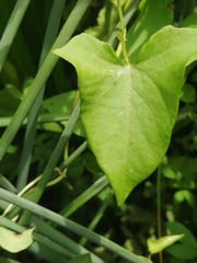Calystegia sepium sepium