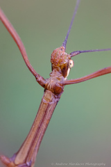 Huananphasma amicum