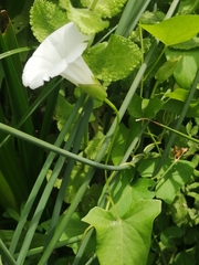 Calystegia sepium sepium