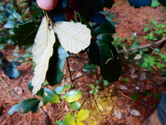 Quercus sideroxyla