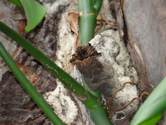 Scaptotrigona postica