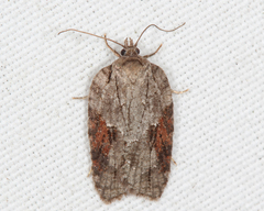 Acleris ptychogrammos