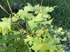 Acer grandidentatum