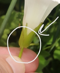 Calystegia sepium sepium