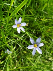 Sisyrinchium