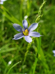 Sisyrinchium
