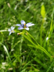 Sisyrinchium